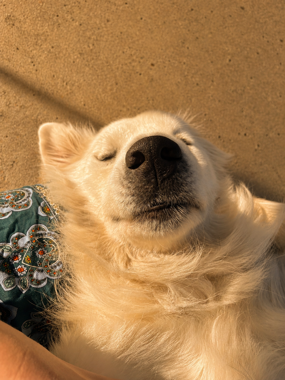 White dog resting in warm afternoon light